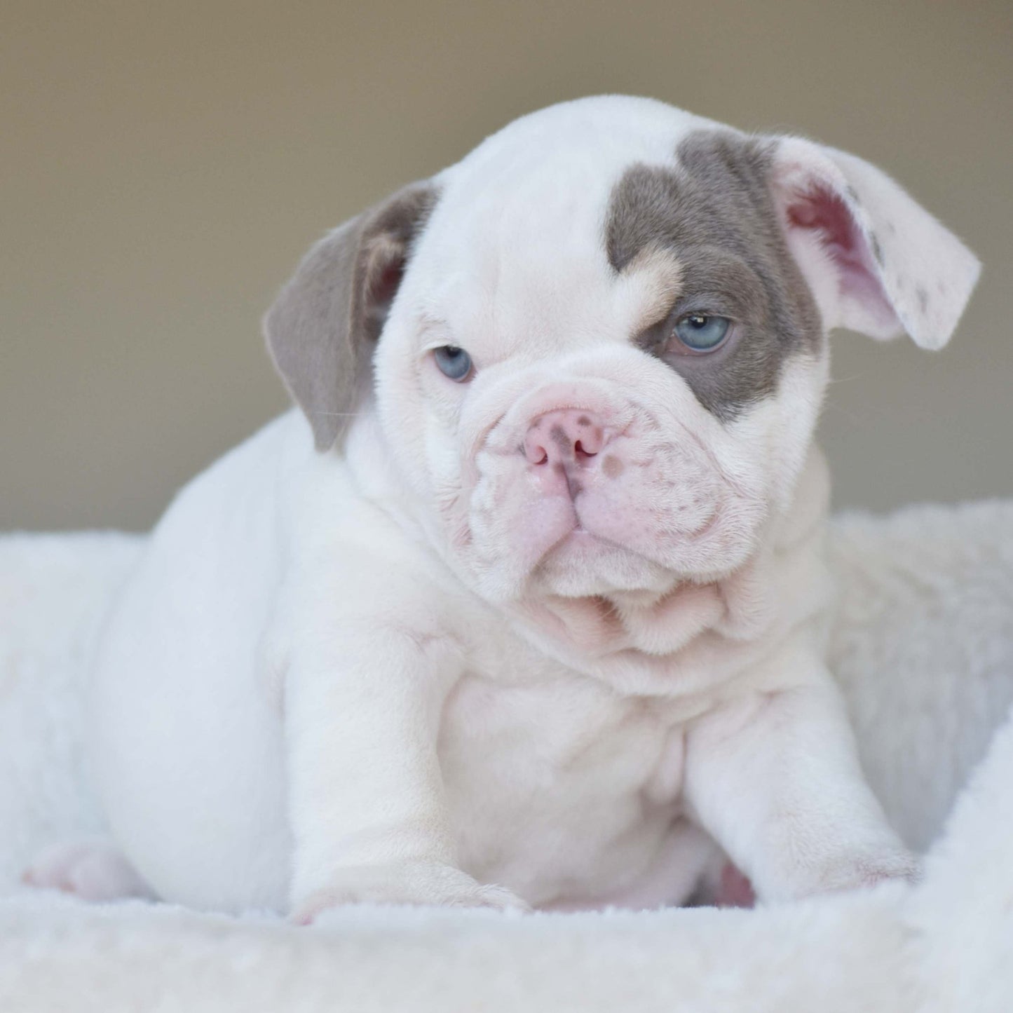 ZARA (Girl) - WB English Bulldogs