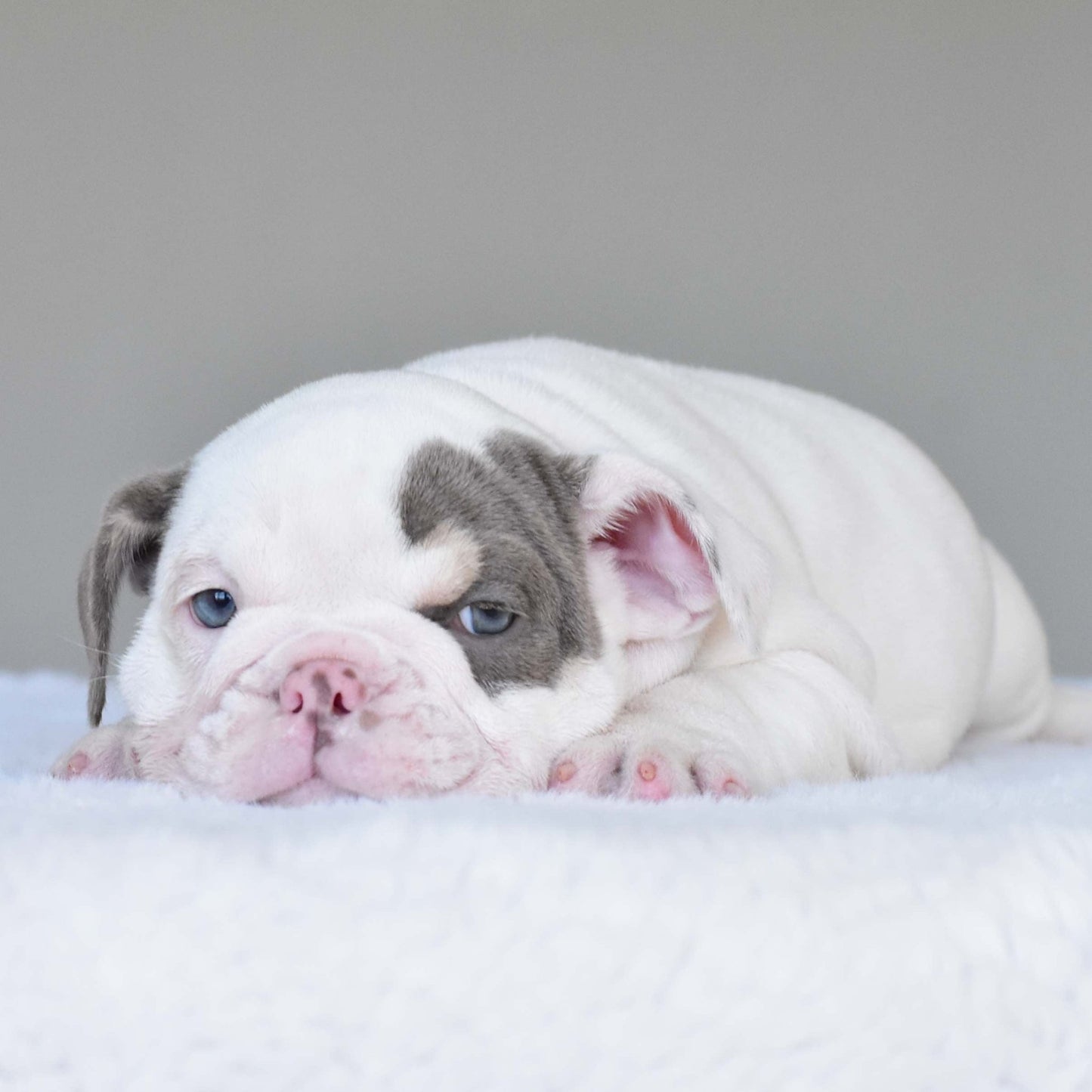 ZARA (Girl) - WB English Bulldogs
