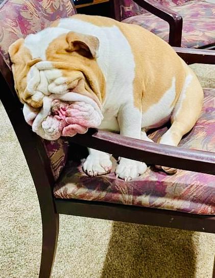 Lifespan and Care of an English Bulldog
