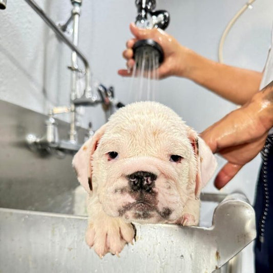 All About English Bulldogs’ Grooming