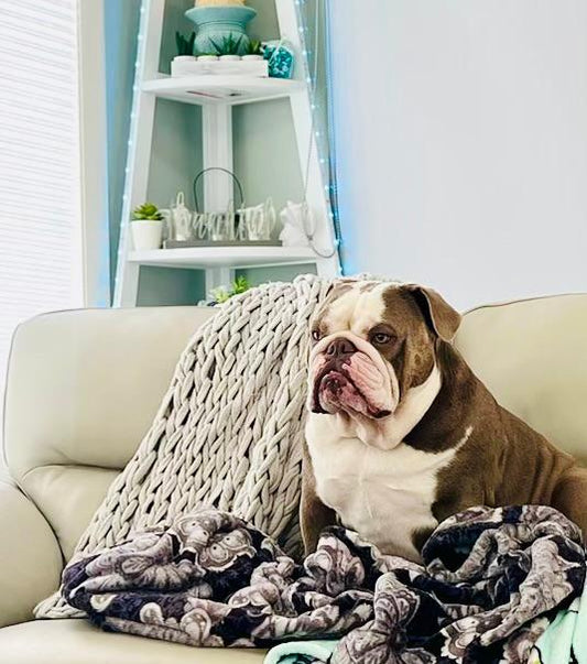 8 Interesting Facts About English Bulldogs You Didn't Know About.