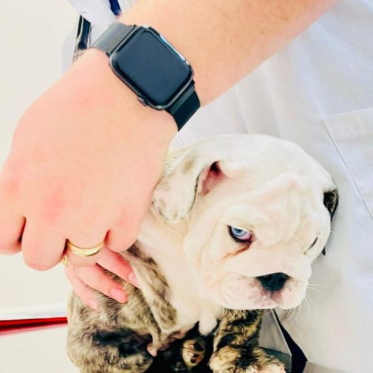 English Bulldog Puppy Vaccination