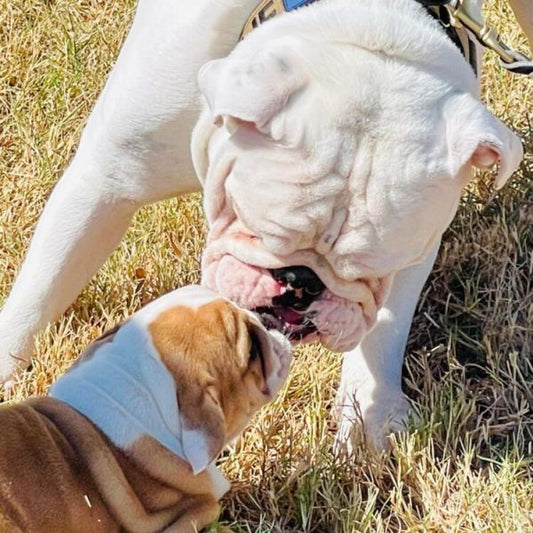 How to Care for Your English Bulldog’s Skin.