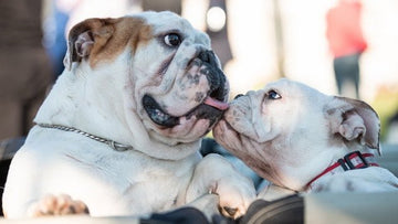 Activities to Enhance Your English Bulldog's Social Skills - WB English Bulldogs