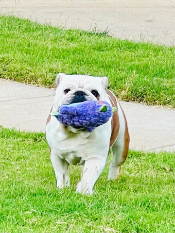 Best Exercises for English Bulldogs at Every Age - WB English Bulldogs