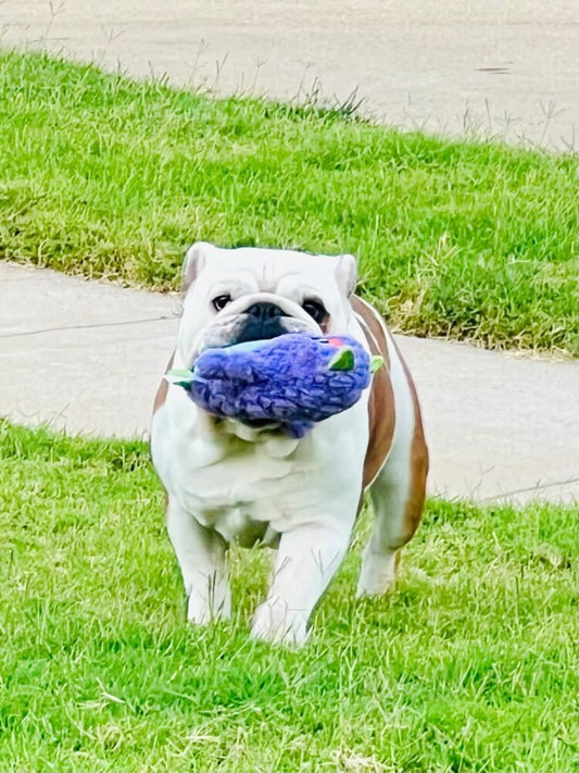 Best Exercises for English Bulldogs at Every Age - WB English Bulldogs