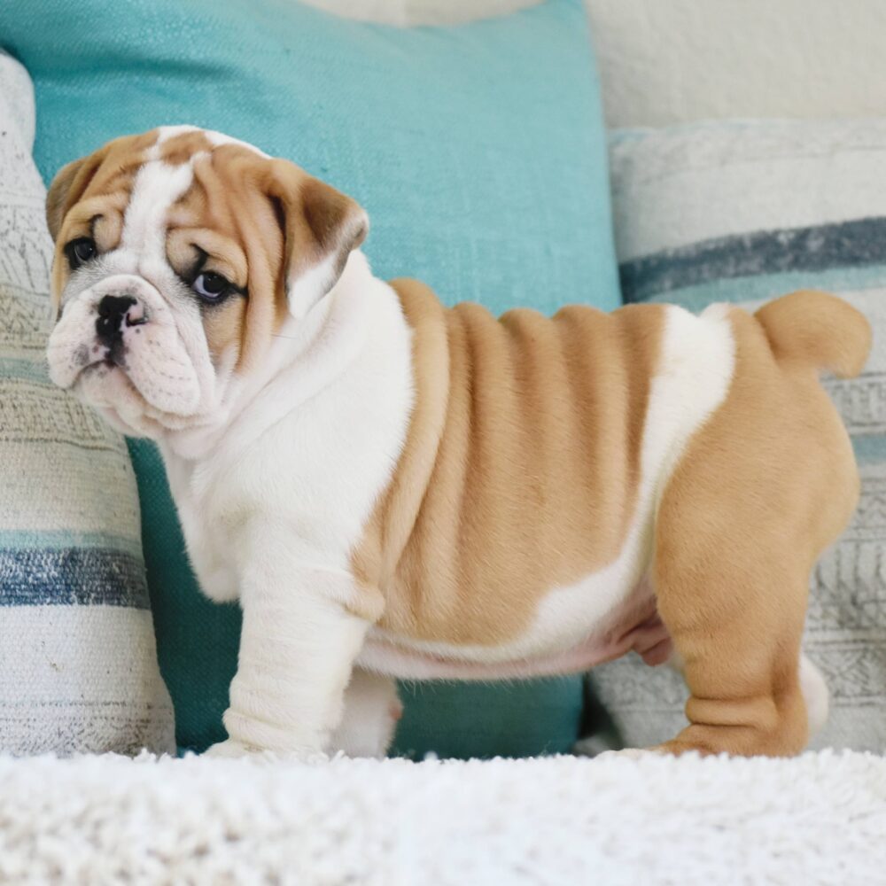 Best food for English Bulldog Puppy - WB English Bulldogs
