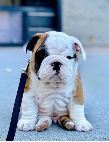 Best Way to Clean Bulldog Wrinkles - WB English Bulldogs