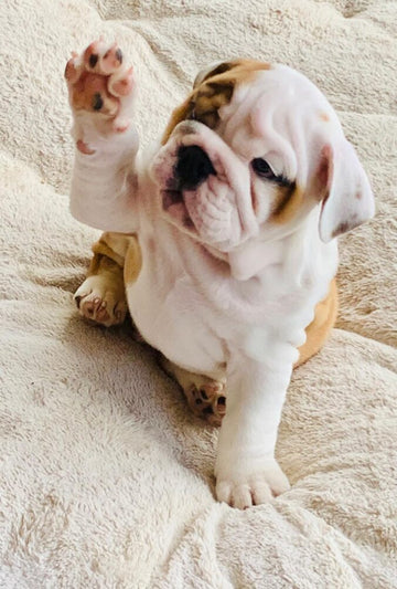 Essential Training Tips for English Bulldog Puppies - WB English Bulldogs