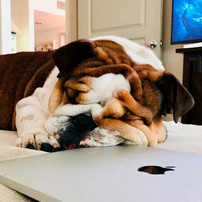 How Bulldogs Age? Tips for Senior Bulldogs - WB English Bulldogs