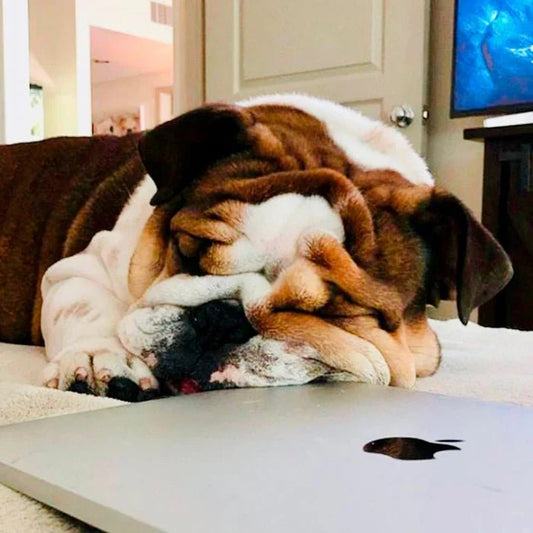 How Bulldogs Age? Tips for Senior Bulldogs - WB English Bulldogs