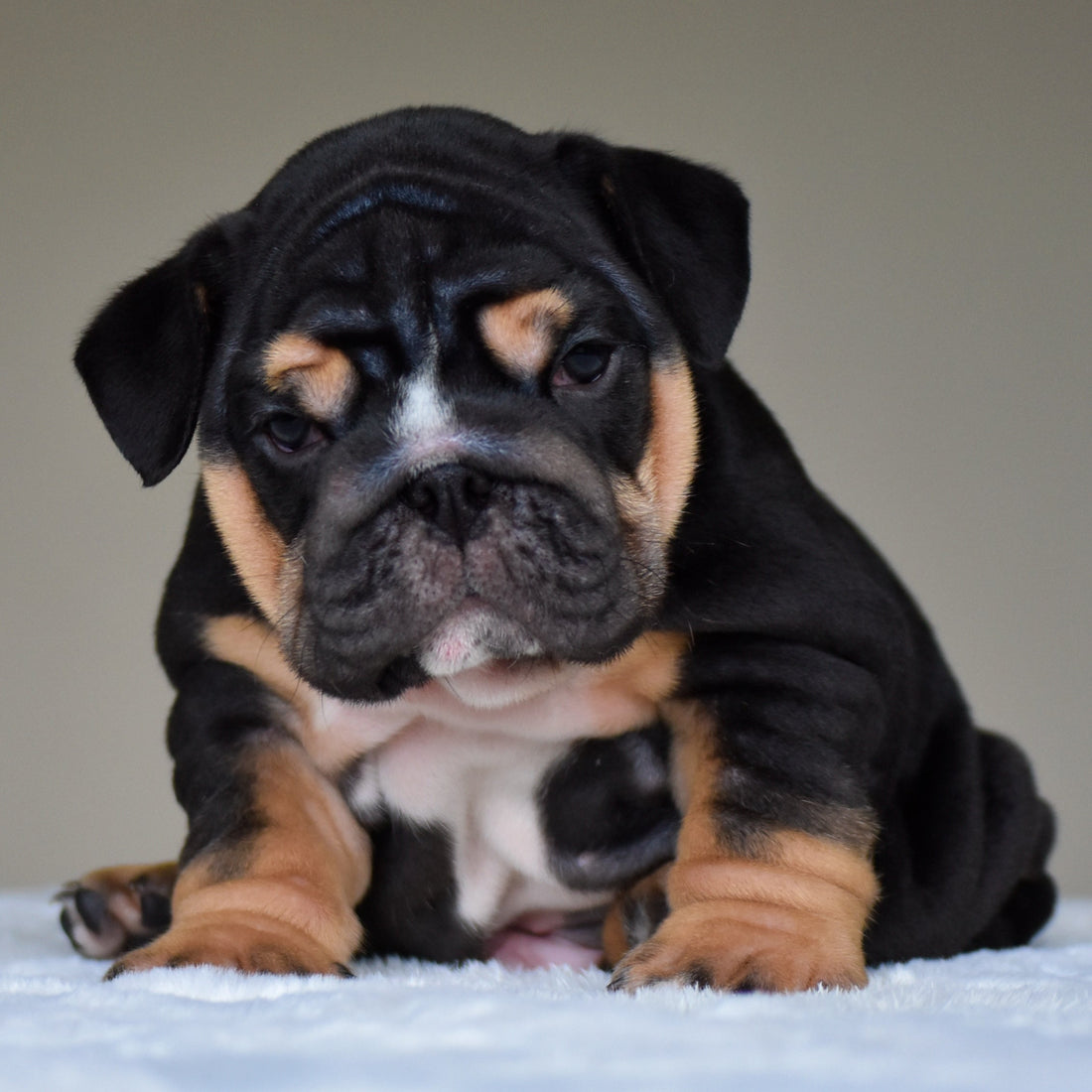 How to Buy an English Bulldog Puppy from WB - WB English Bulldogs