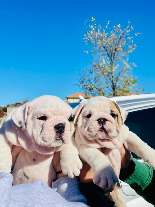 How to Choose the Perfect Name for Your English Bulldog - WB English Bulldogs