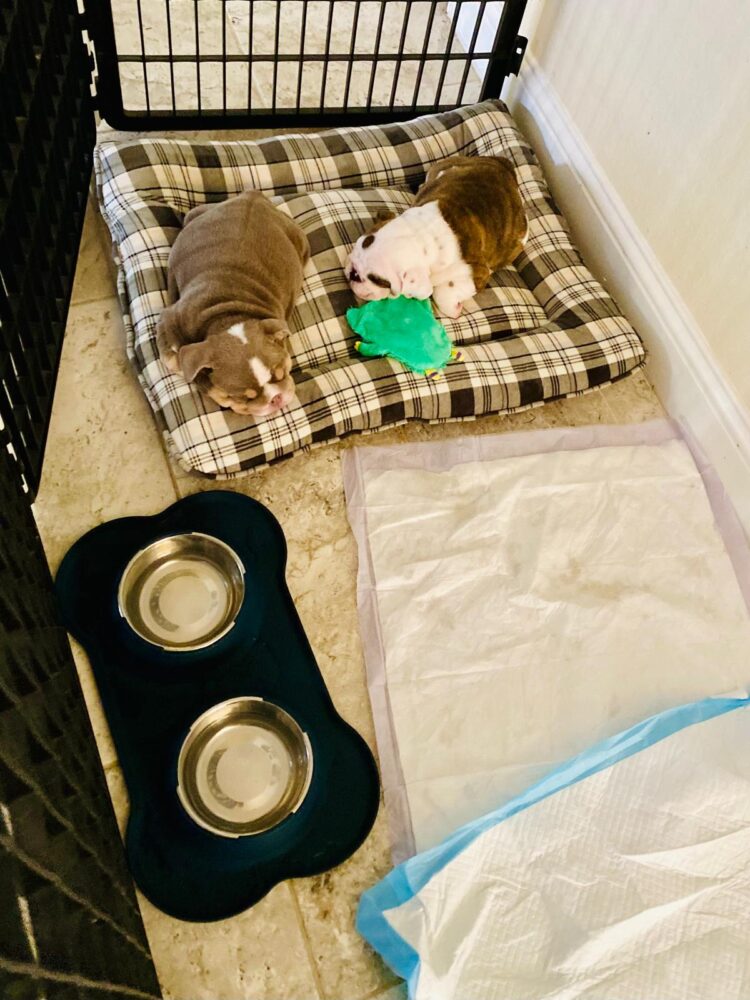 Innovative Accessories for Your English Bulldog's Comfort - WB English Bulldogs