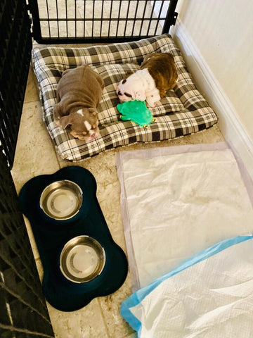 Innovative Accessories for Your English Bulldog's Comfort - WB English Bulldogs
