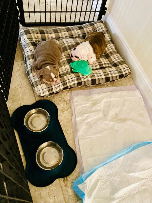 Innovative Accessories for Your English Bulldog's Comfort - WB English Bulldogs