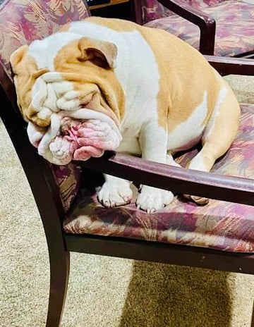 Lifespan and Care of an English Bulldog - WB English Bulldogs