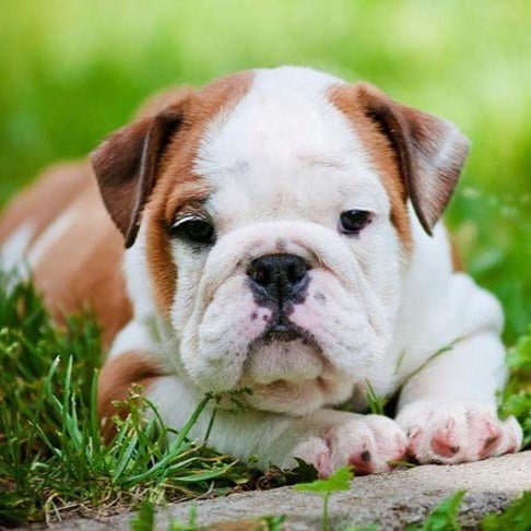 Socializing Your English Bulldog: Tips - WB English Bulldogs