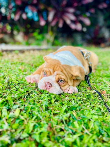 The Importance of Regular Exercise for Your English Bulldog - WB English Bulldogs