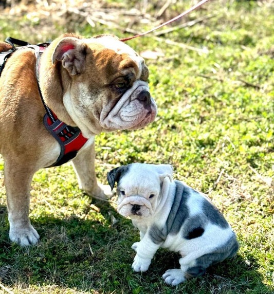The Role of Genetics in English Bulldog Health - WB English Bulldogs