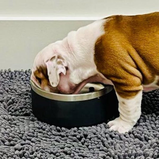 The Ultimate Guide to Choosing the Best Bulldog Food - WB English Bulldogs