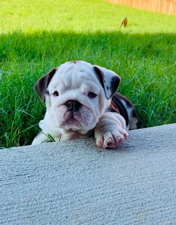 Top Health Tips for English Bulldogs: How to Keep Your Bulldog Happy and Healthy - WB English Bulldogs