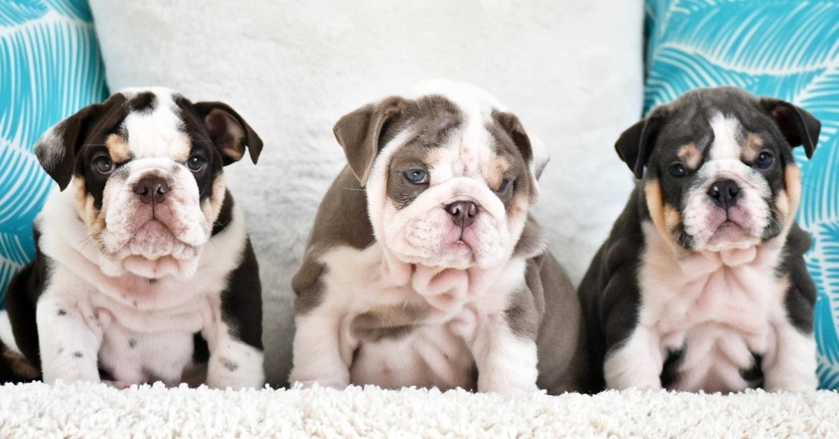 Join the WB English Bulldogs Waitlist | Future Litters & Puppy Alerts