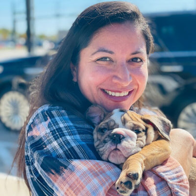 English Bulldog Puppies for Sale | WB English Bulldogs