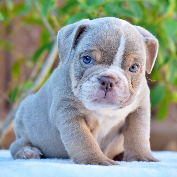 Ash – Male English Bulldog puppy | WB English Bulldogs
