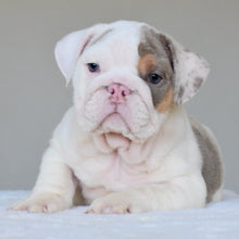 ADONIS - $3,500