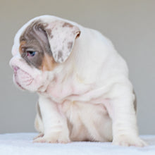 ADONIS - $3,500