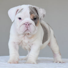 ADONIS - $3,500