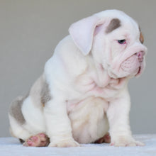 ADONIS - $3,500