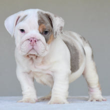 ADONIS - $3,500