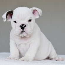 APOLLO - $3,000