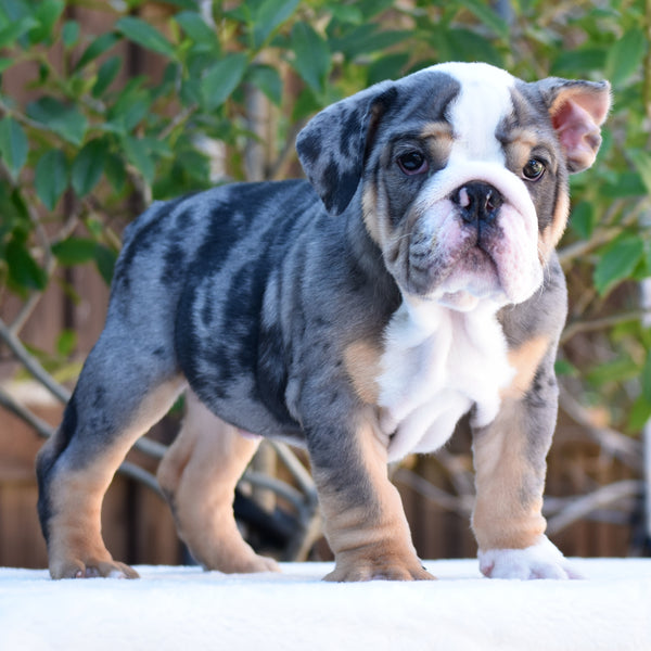 BENTLEY - $3,000