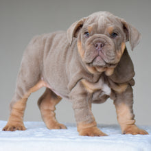 CORA $3,500