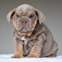 CORA $3,500
