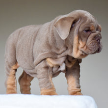 CORA $3,500
