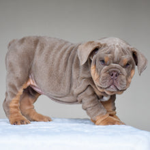 CORA $3,500