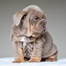CORA $3,500