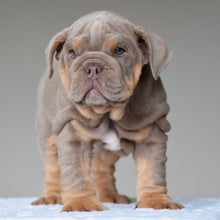 CORA $3,500