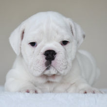 COTTON - $3,000