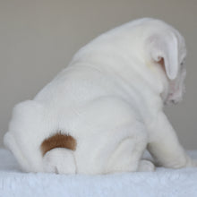 COTTON - $3,000