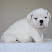 COTTON - $3,000