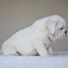 COTTON - $3,000