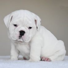 COTTON - $3,000