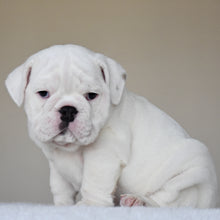 COTTON - $3,000