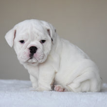 COTTON - $3,000