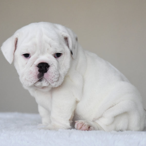 COTTON - $3,000